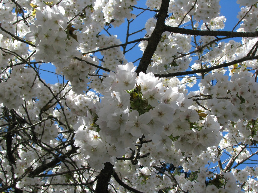 Portland in Bloom